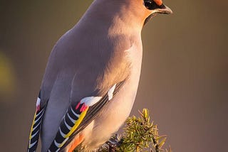 Bohemian waxwings @jukkarisikko