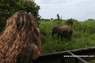 wilpattu national park One day tour