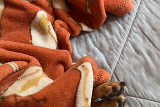 Tales of Nelly Belly