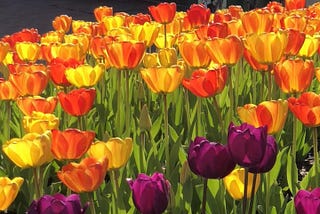 Orange and purple tulips in the sun