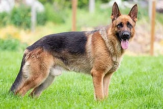 Best Dog Food for German shepherds