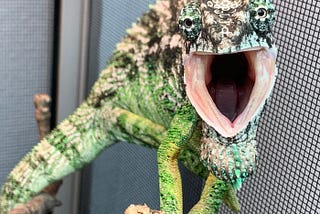 Tips for Keeping Your Chameleon Happy and Healthy