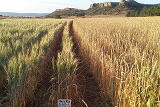 Organic wheat grown in South Africa