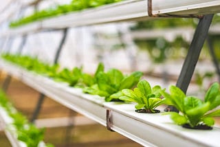 The A-Z Guide on Vertical Farming