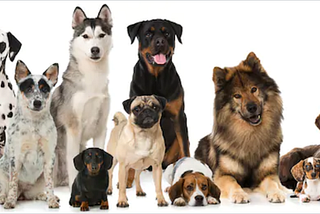 Deep Learning: Build a dog detector and breed classifier using CNN