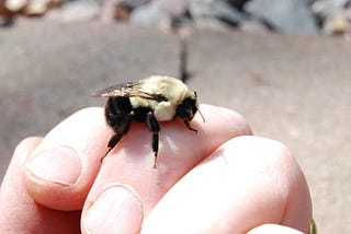 Befriending a Bumblebee
