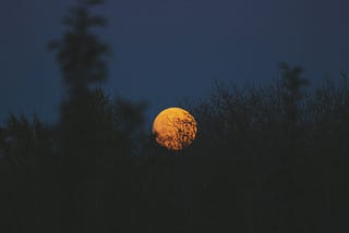 Moon rising over a forest