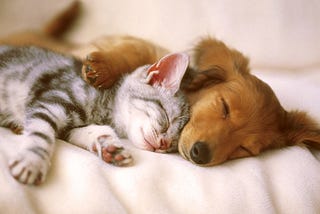 A dog and cat sleep cozily together.