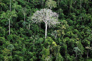 L’IA en soutien des forêts