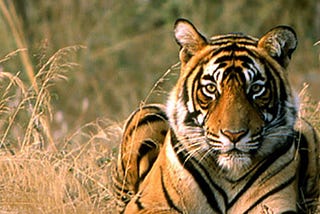 Ranthambore National Park Jeep Safari online booking