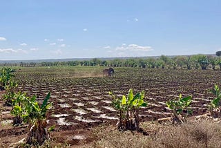 How We Ended Up Chasing Elephants Out of Farms in Amboseli