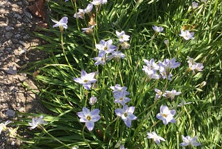 Small white and light purple colored flowers on the sidewalk