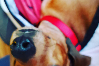 Dachshund face upside down