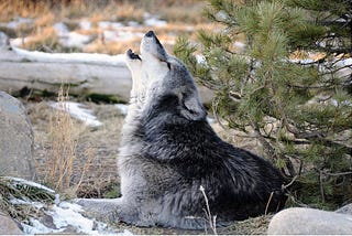 Trophic cascades: Wolves, bees and “spreadsheet thinking”​