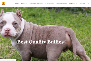 AMERICAN BULLY PUPPY SCAMS: WEBSITES TO AVOID LIKE THE PLAGUE