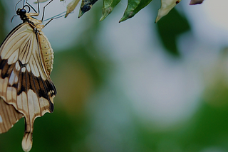 Putting Transformation Back to Digital Transformation