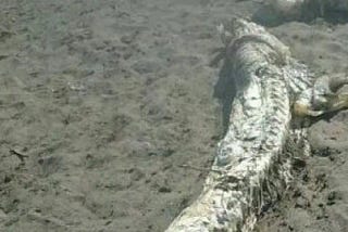 13 Foot Sea Creature Found In Spain