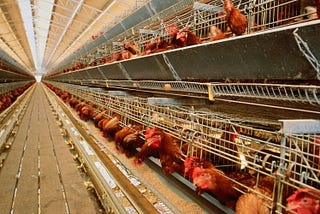 Turning Raw Poultry Farm Data into meaningful insights.