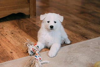 Best Flooring Options for Pet Owners: Durable & Stylish Solutions