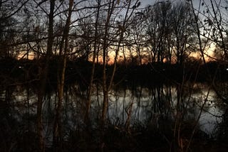 Next to the river at dusk, looking through the birch trees at the water and the remains of sunset on the far side