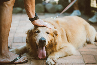 An owner petting their dog