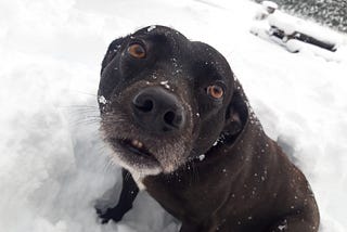 Black Labrador- Staffy cross rescue dog with ears back standing in snow and staring up at camera at funny angle © The Cat and Dog House