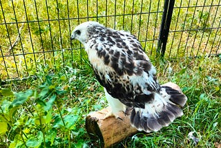 Birds outside
