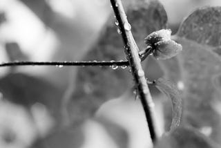 From Blossom to Root