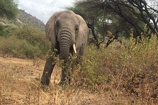 A large elephant with tusks stands among the African grassland. It is looking directly at the camera and its ears are pulled back
