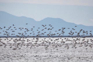 From Alaska to Japan, Migratory Birds Inspire Partnerships