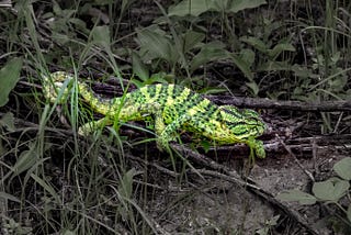 A chameleon walking on leaves
