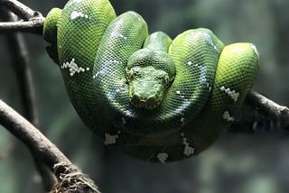 Simplify Your Python Developer Environment