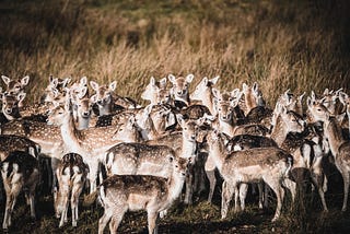 Deer collisions in Ashdown Forest