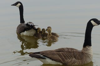 A ‘Flightless’ Existence