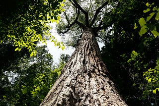 The Grandpa Tree