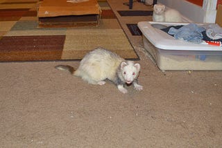 A ferret looks at the camera with his mouth open while another ferret watches from afar