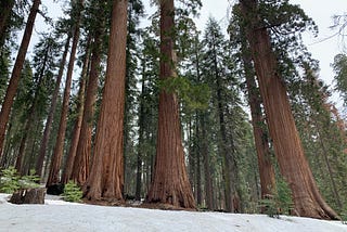 Growing as an IC contributor