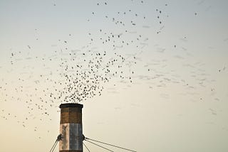 Vaux Swifts in Portland