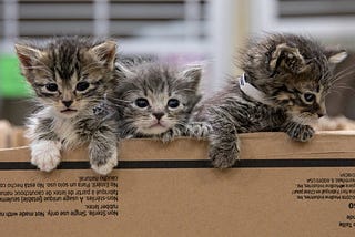 First Time Becoming a Pet Parent? How to Take Care of Abandoned Kittens.