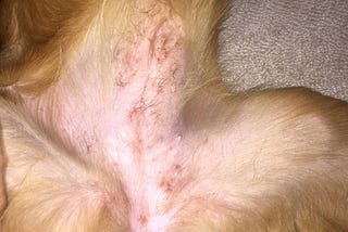 Why does my dog have a rash on his belly?