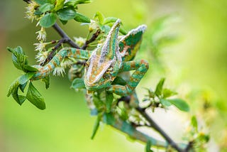 Chameleon