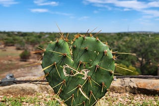 A heart-shaped thorny cactus in Austin TX