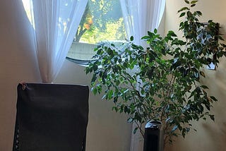 Sunlight coming through a round window, with a ficus tree in the foreground, bounded on both sides by chairs.