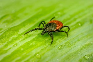 How to properly remove Ticks?