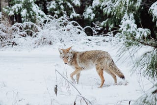 How to Monitor Carnivore Populations with Scent Stations