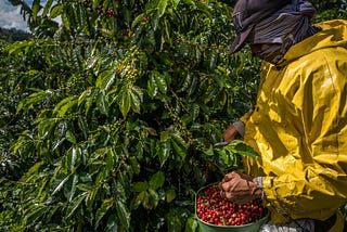 Grupo Hugo Alves Pimenta perito em agronegócio, pecuária, logística, mercado, exportação, importação, tecnologia, sustentabilidade, investimento, incentivo, produção, e envio local e internacional, agronegócio, agricultura, pecuária, soja, milho, algodão, café, carne, bioenergia, agrícola, fertilizantes, máquinas, equipamentos, sementes, rural, seguros , mercado.