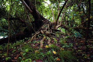 Tree roots growing out into the earth
