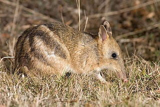 Working from home, the Australian Way — a.k.a The Bandicoot