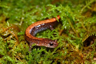 The Red-backed Salamander