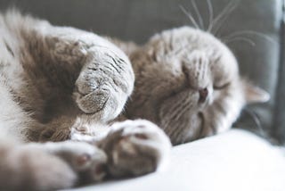a cat relaxing, showing us how learning to let go can improve other aspects of our lives.